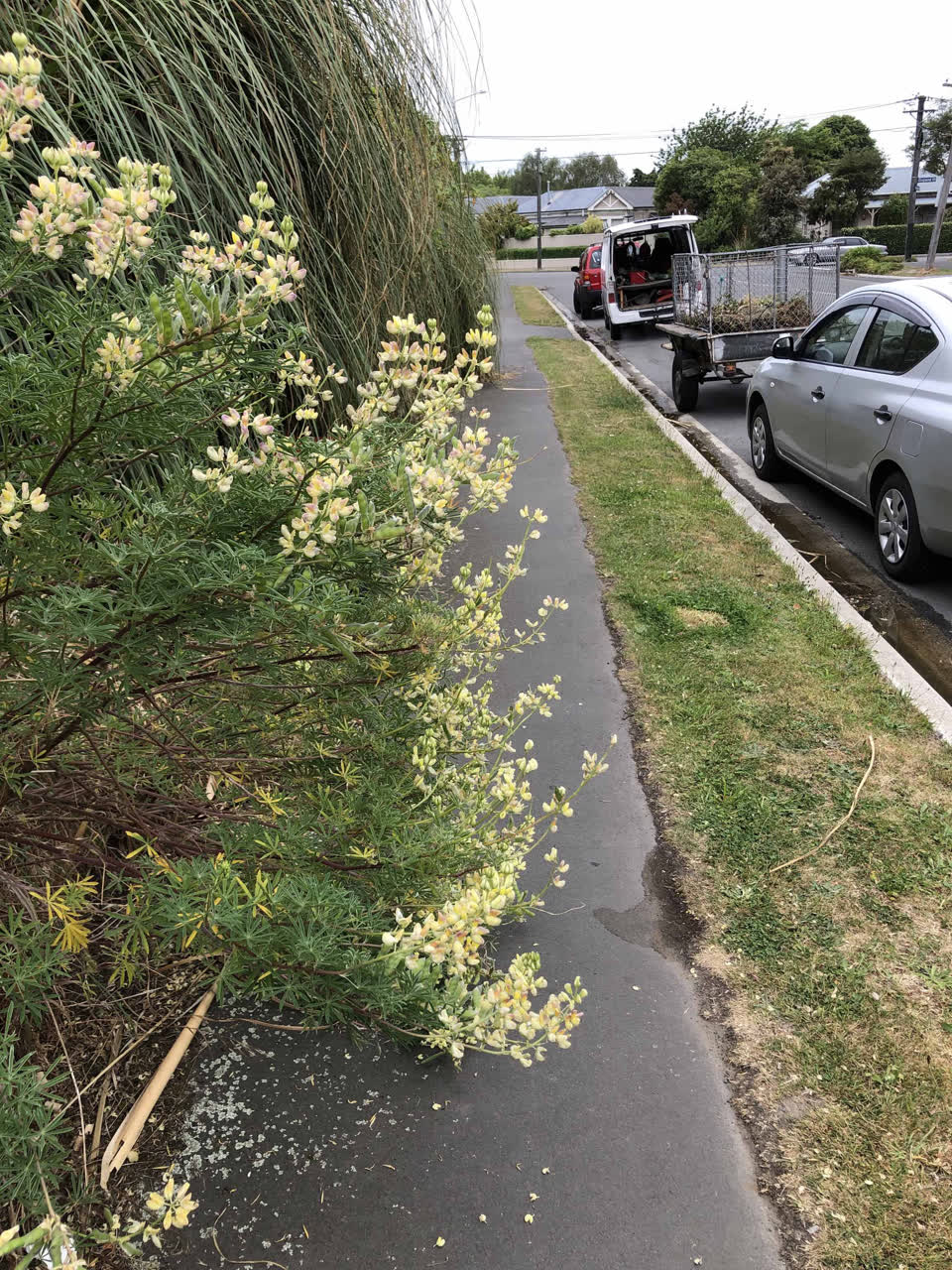 The photograph attached to this street light outage report