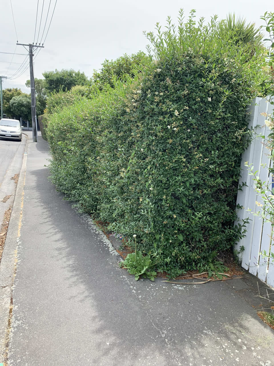 The photograph attached to this street light outage report