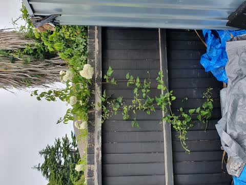 Rubbish/Recycling, a report photo