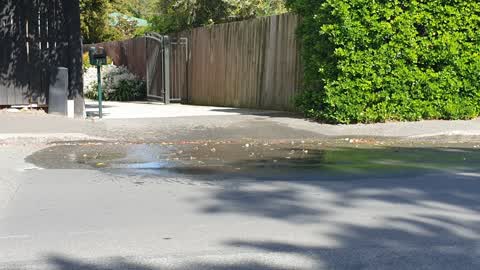 Water Leak, a report photo
