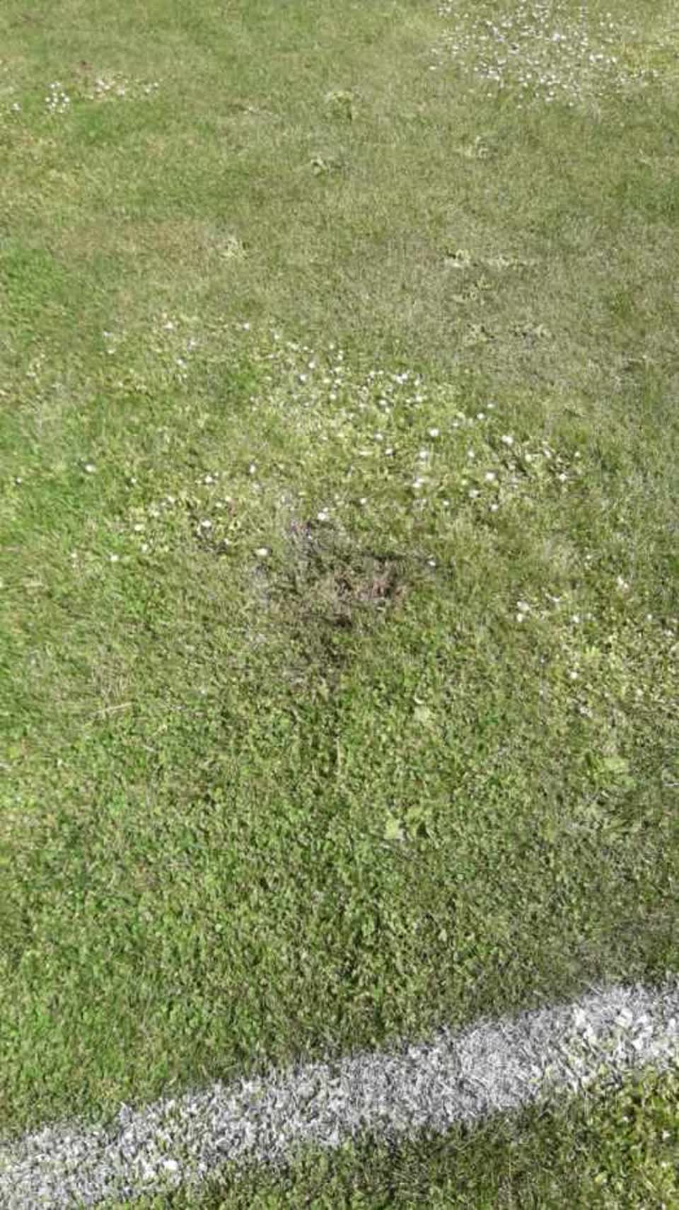 The photograph attached to this parks report
