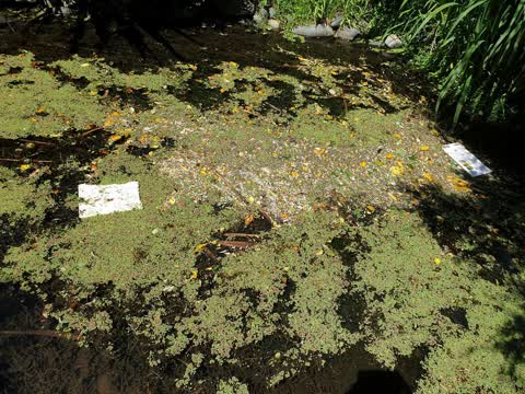 General Request, a report photo