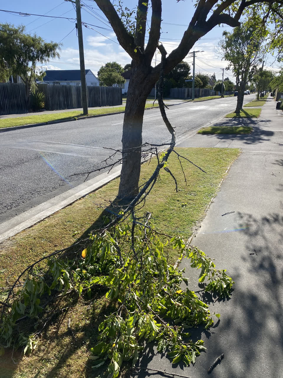 The photograph attached to this parks report