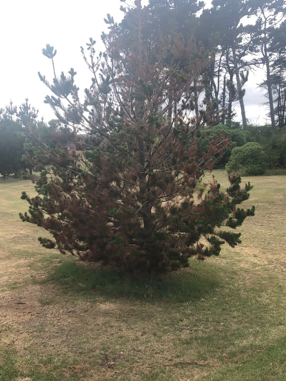 The photograph attached to this parks report