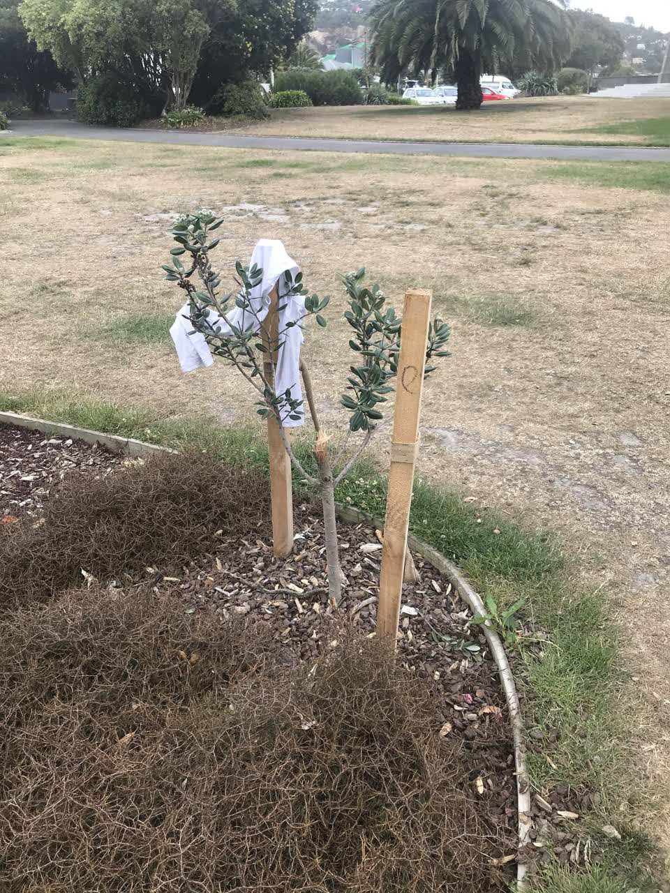 The photograph attached to this parks report