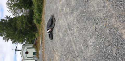 Rubbish/Recycling, a report photo