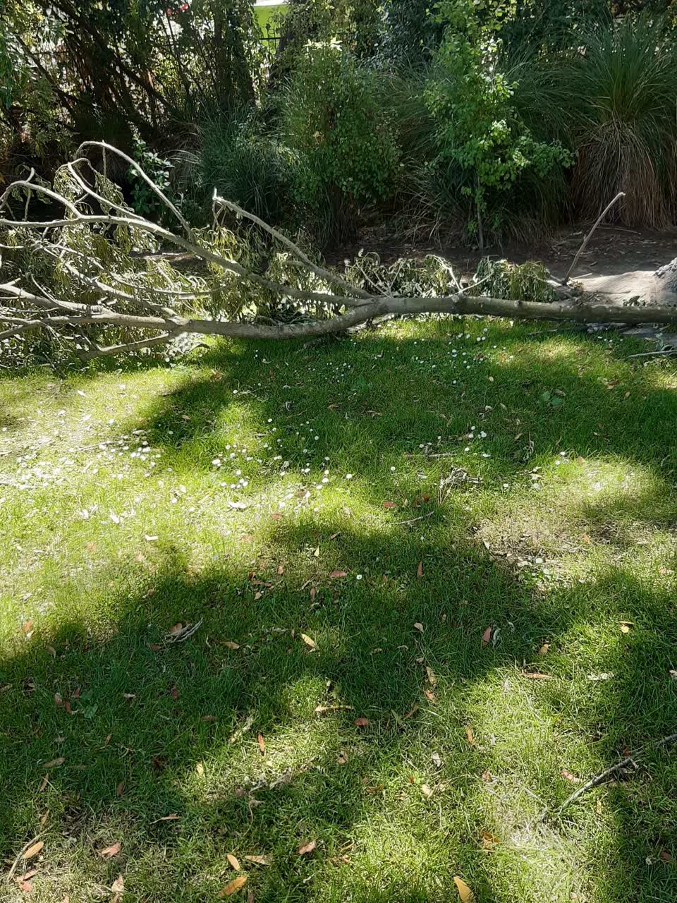 The photograph attached to this parks report