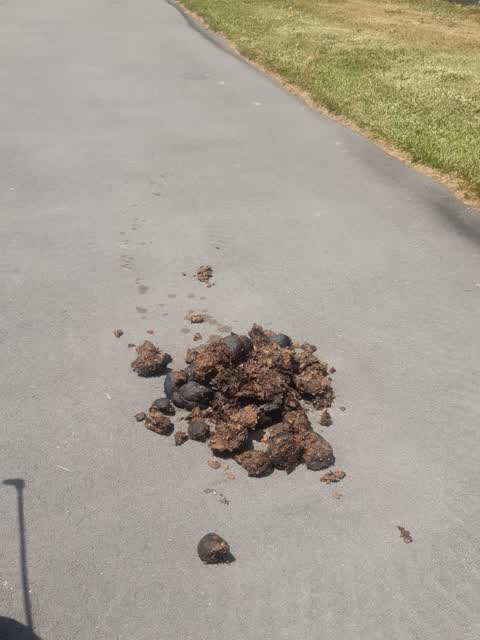 Rubbish/Recycling, a report photo