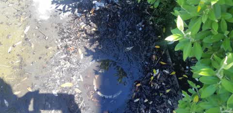 Water Leak, a report photo