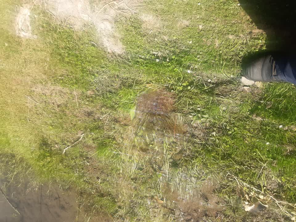 The photograph attached to this parks report