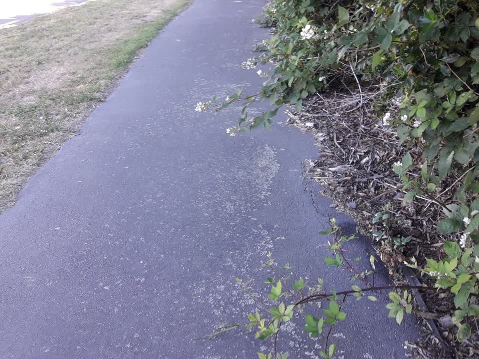 The photograph attached to this parks report