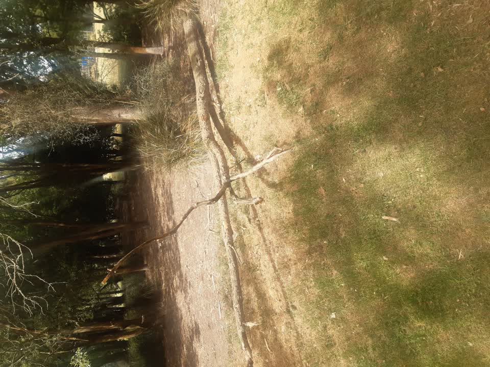 The photograph attached to this parks report