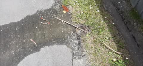Water Leak, a report photo
