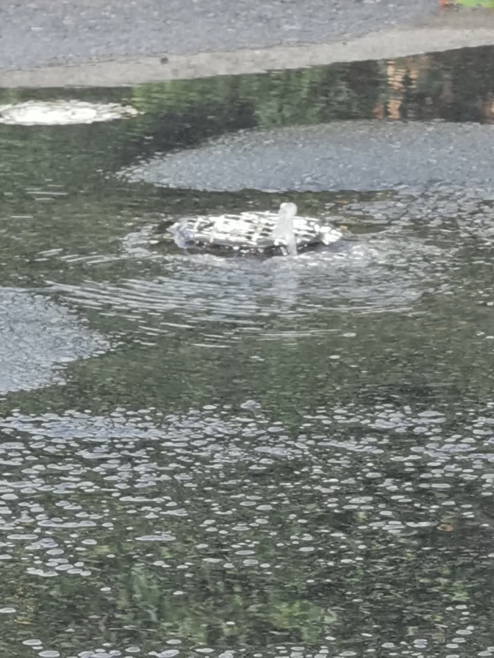 The photograph attached to this water leak report