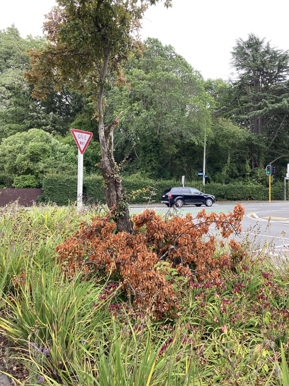 The photograph attached to this parks report