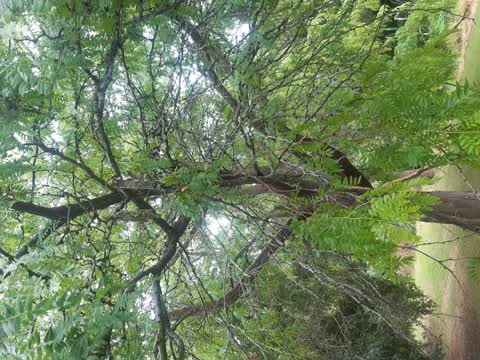 Parks, a report photo