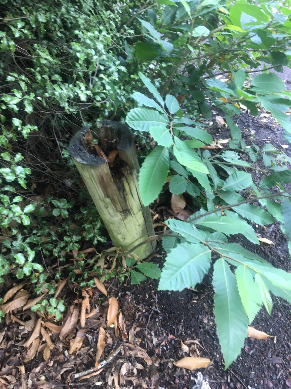 The photograph attached to this parks report