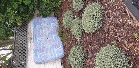 Rubbish/Recycling, a report photo