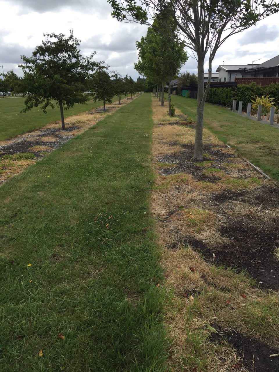 The photograph attached to this parks report