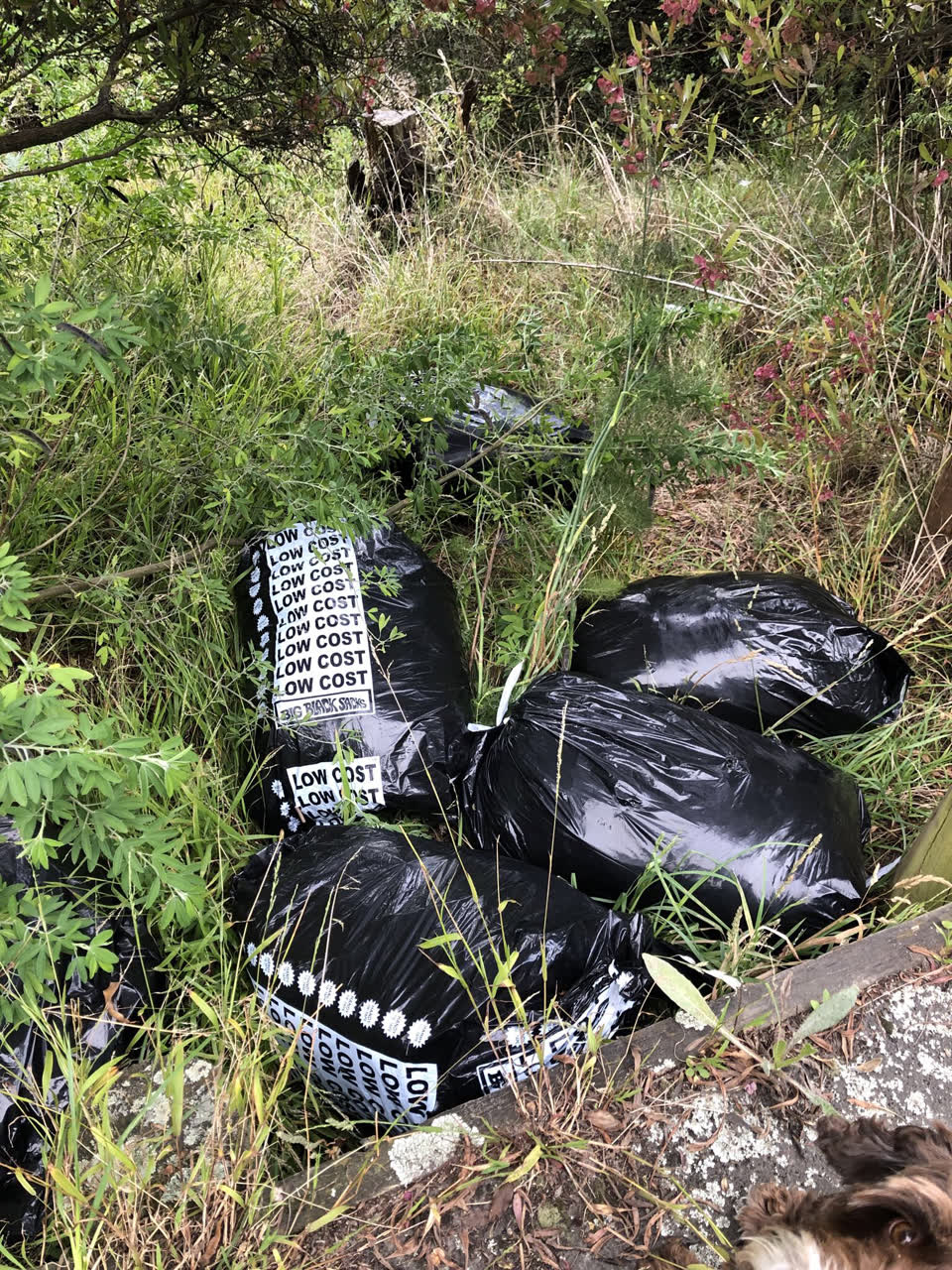The photograph attached to this rubbish/recycling report