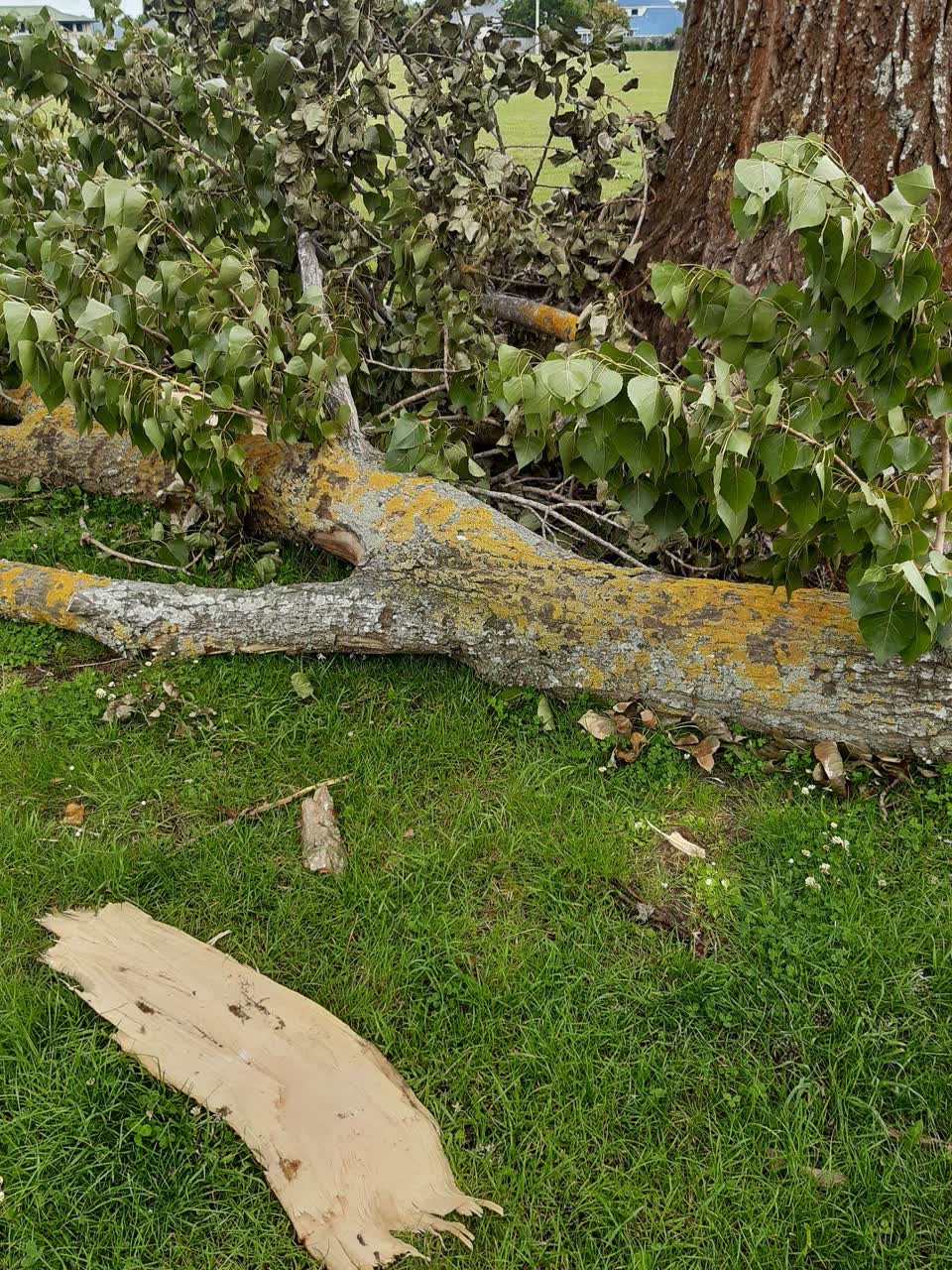 The photograph attached to this parks report