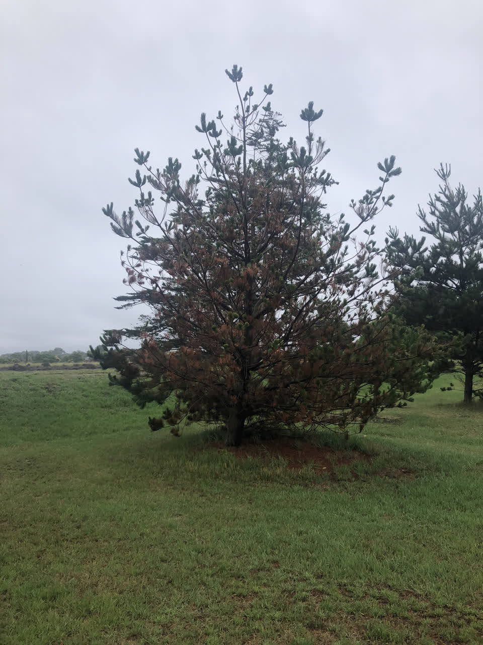 The photograph attached to this parks report