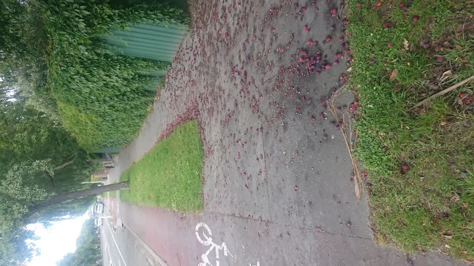 The photograph attached to this street light outage report
