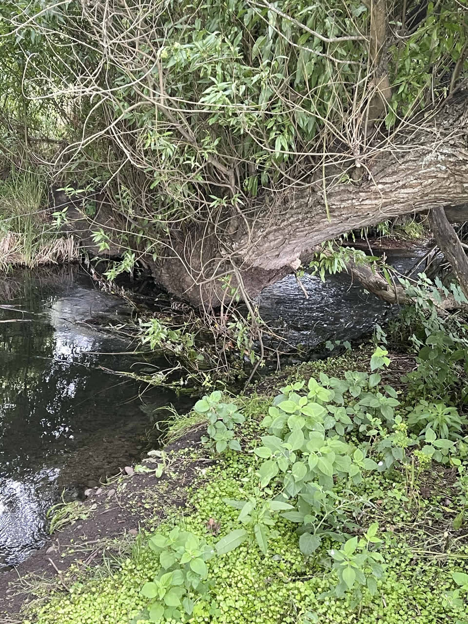 The photograph attached to this parks report