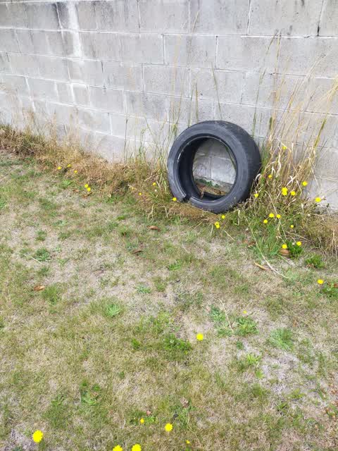 Rubbish/Recycling, a report photo