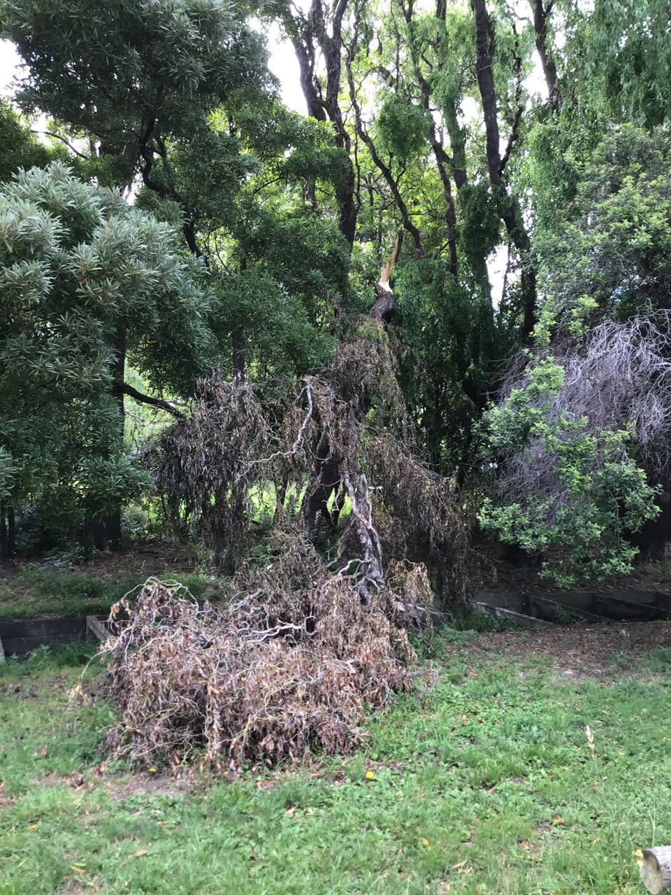 The photograph attached to this parks report
