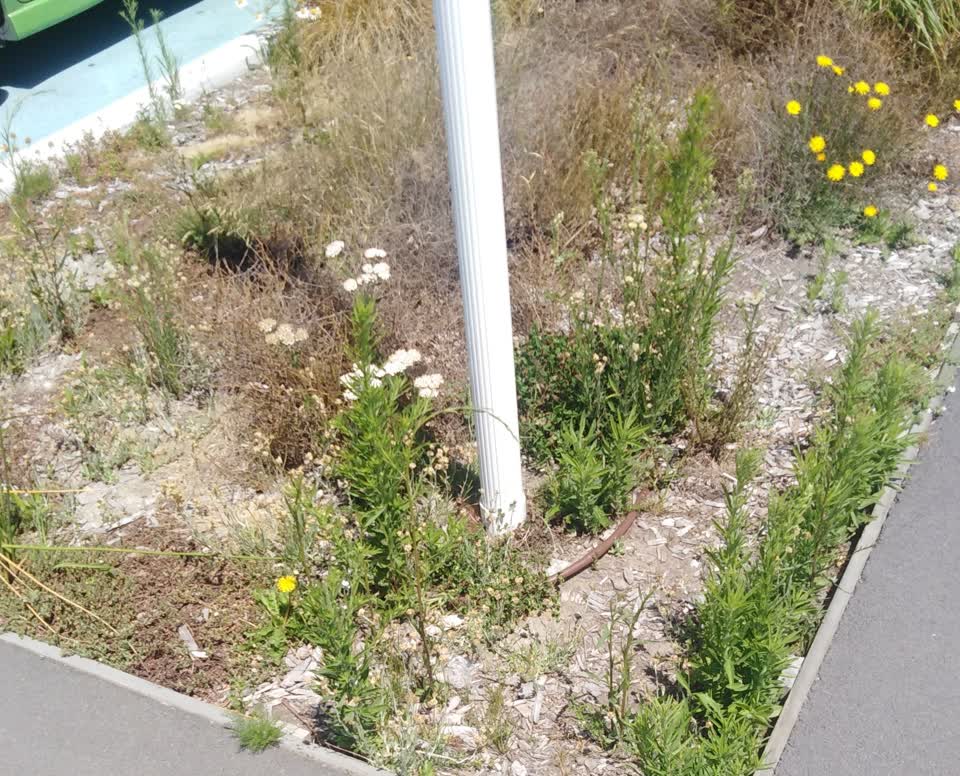 The photograph attached to this parks report