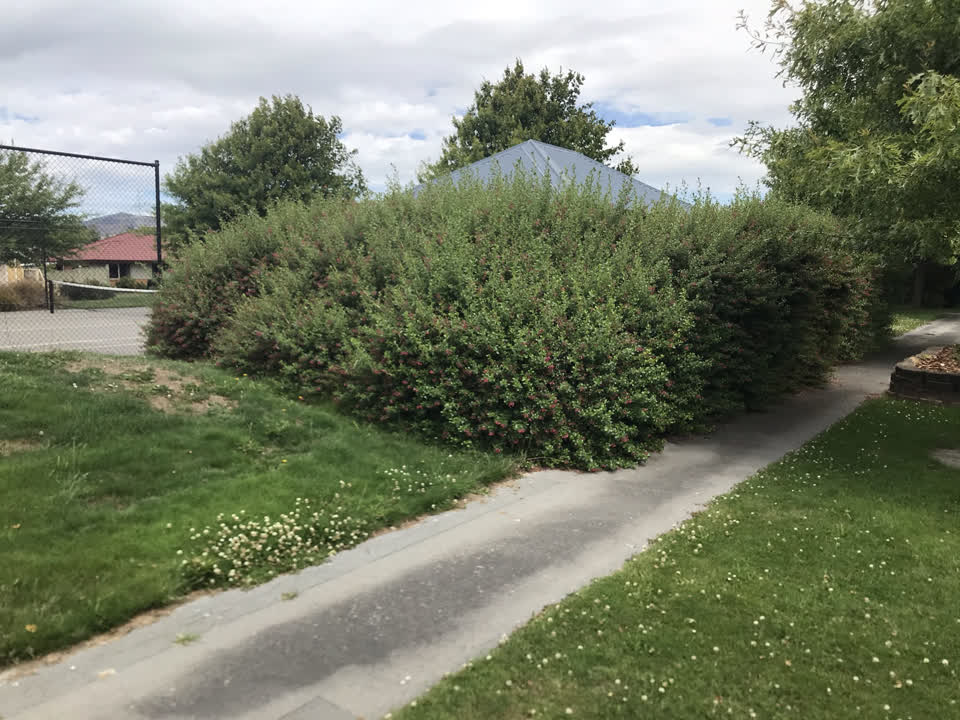 The photograph attached to this parks report