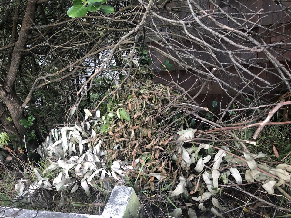 The photograph attached to this street light outage report