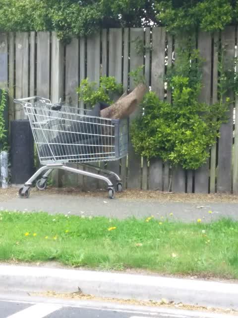 Rubbish/Recycling, a report photo