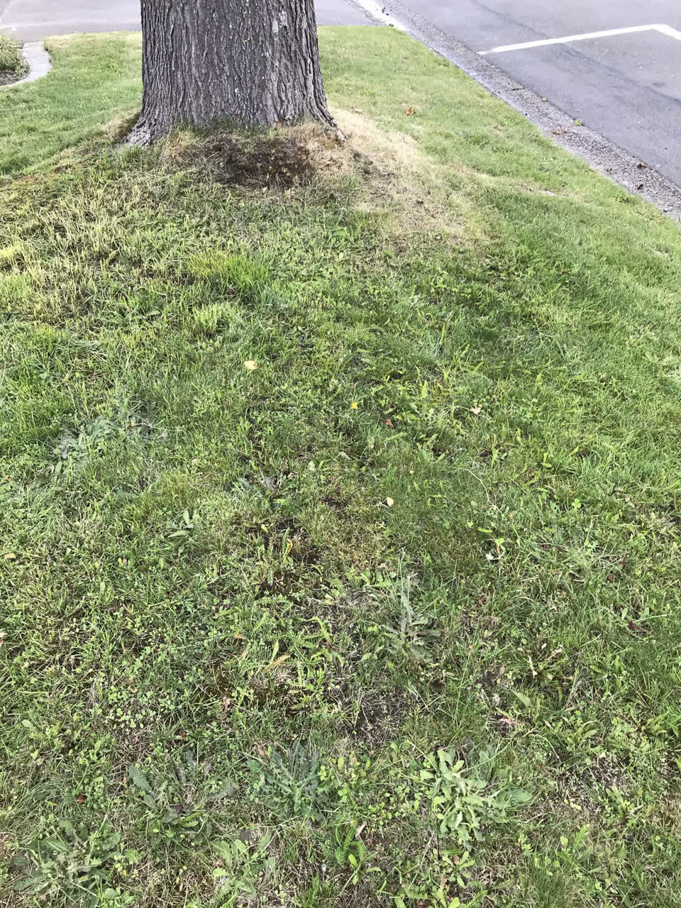 The photograph attached to this water leak report