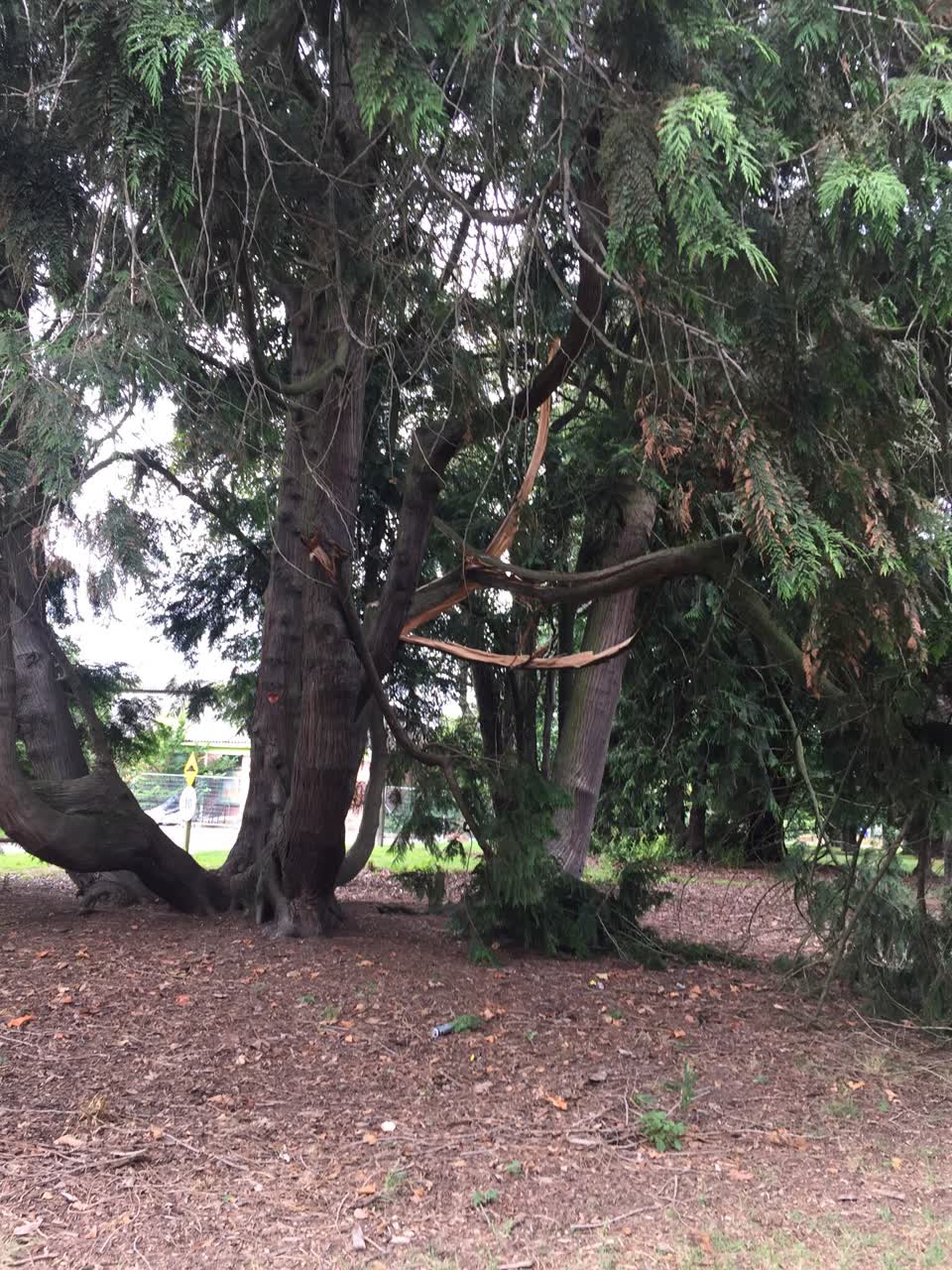 The photograph attached to this parks report