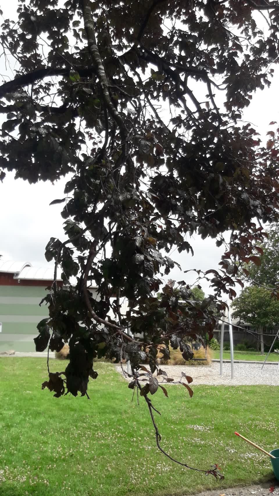 The photograph attached to this parks report