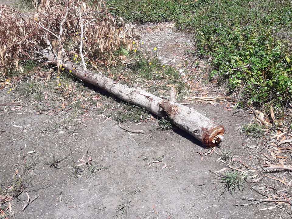 The photograph attached to this parks report