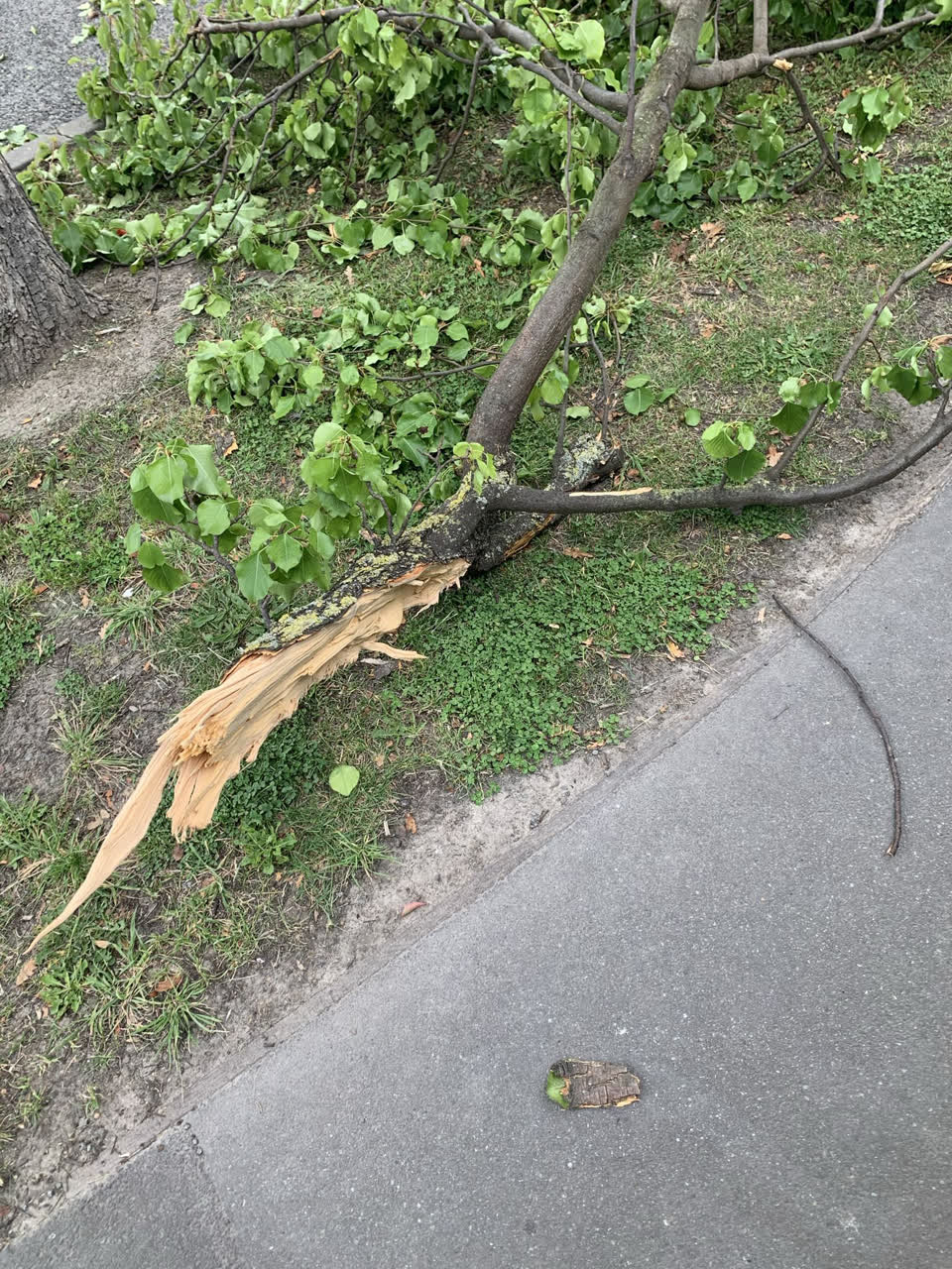 The photograph attached to this street light outage report