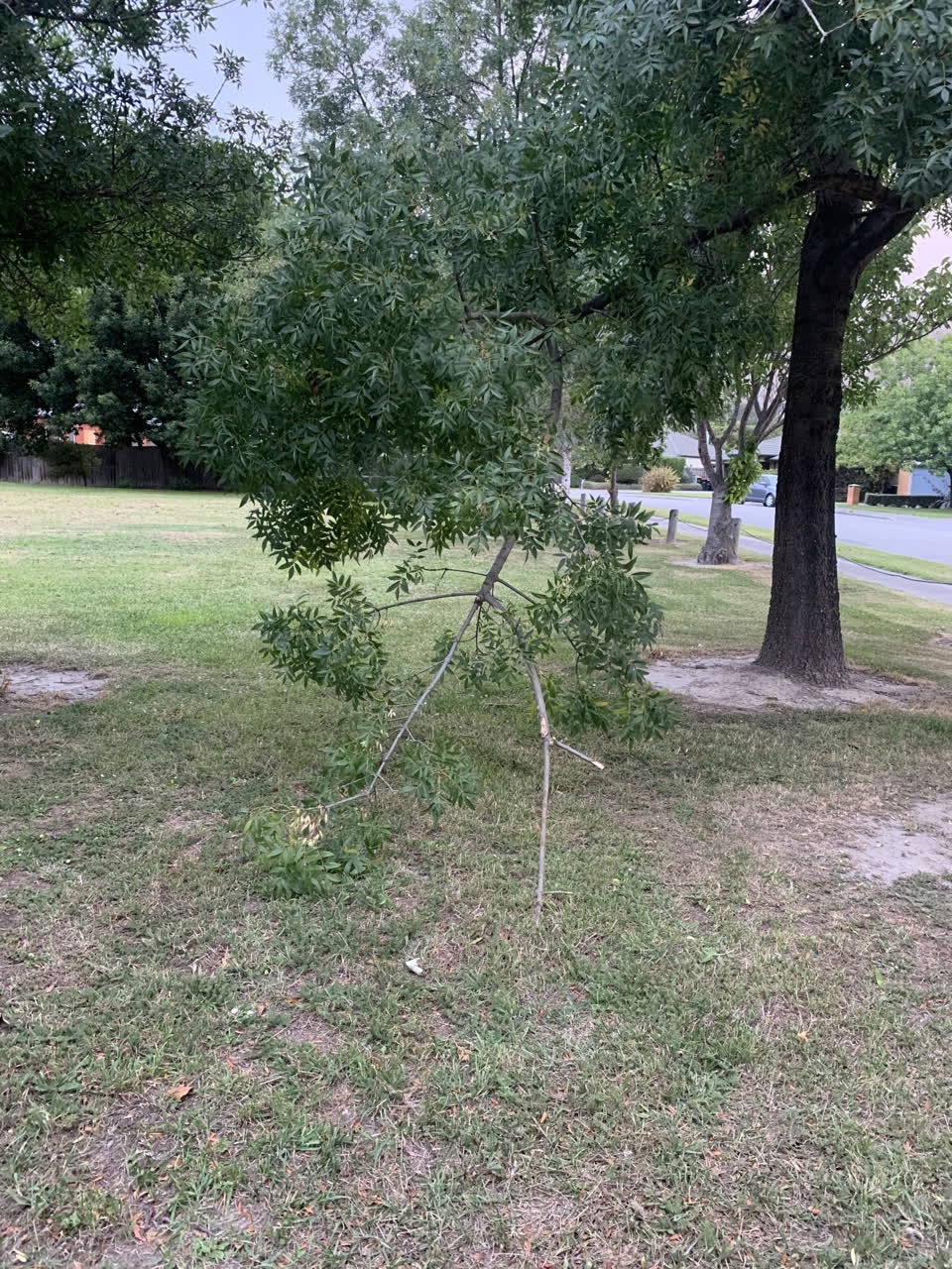 The photograph attached to this parks report