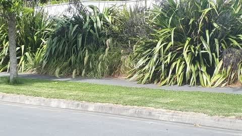 Parks, a report photo