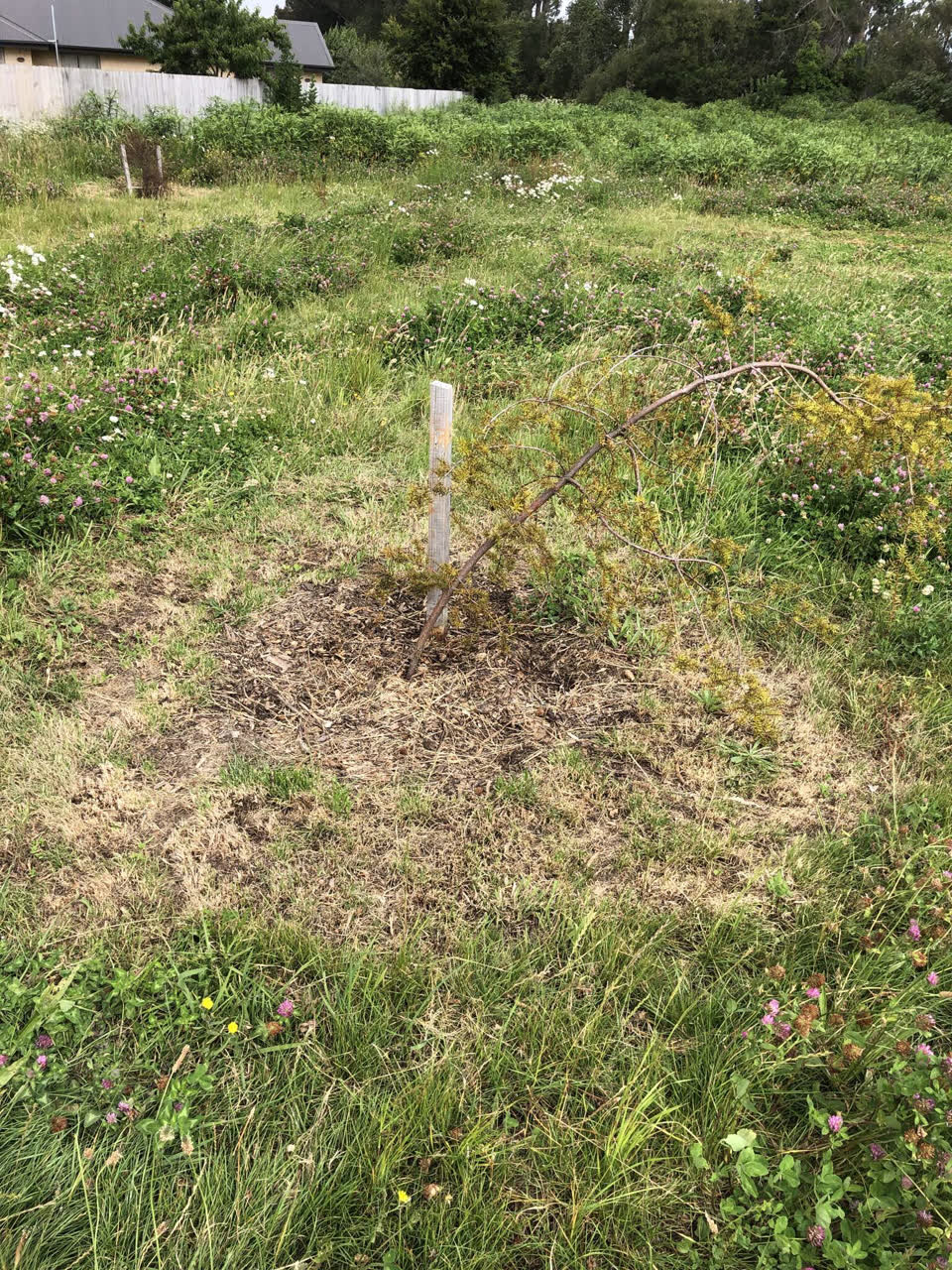The photograph attached to this parks report