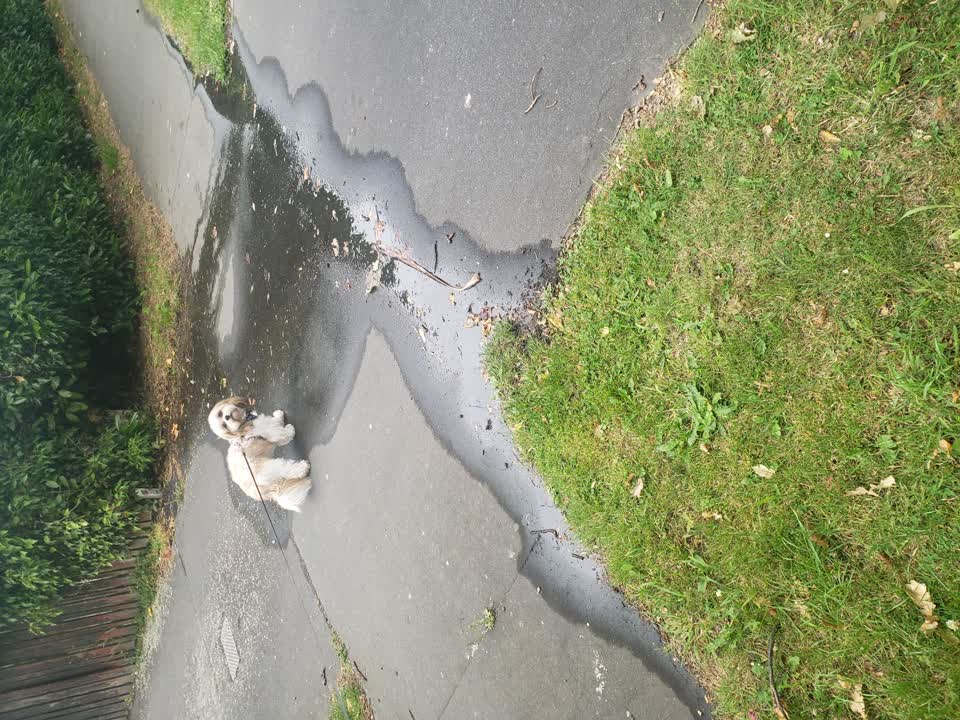 The photograph attached to this water leak report