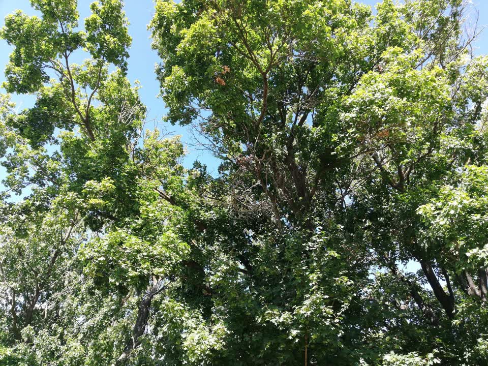 The photograph attached to this parks report
