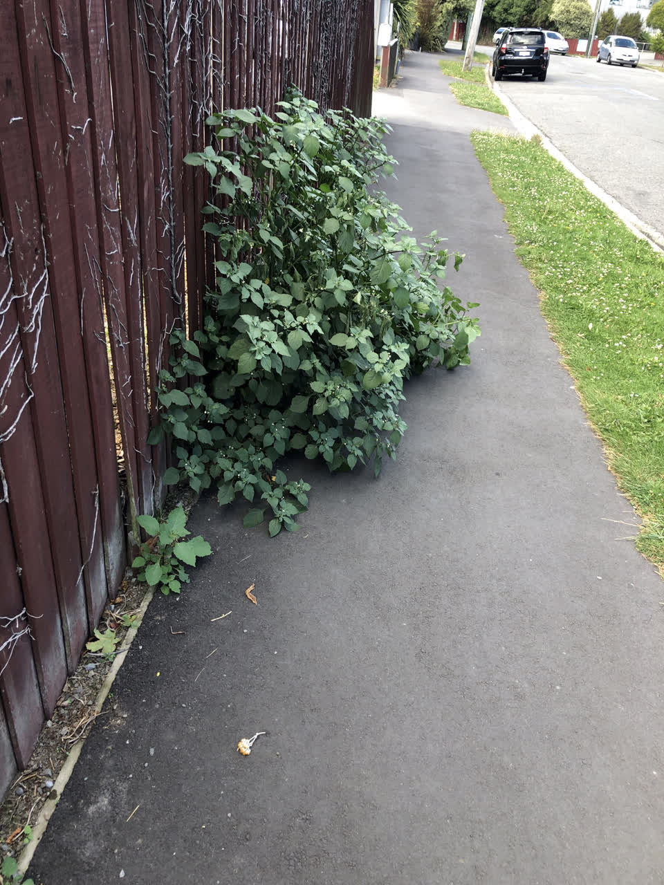 The photograph attached to this street light outage report