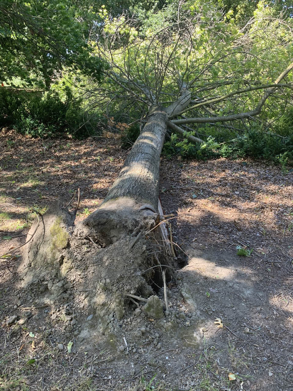 The photograph attached to this parks report