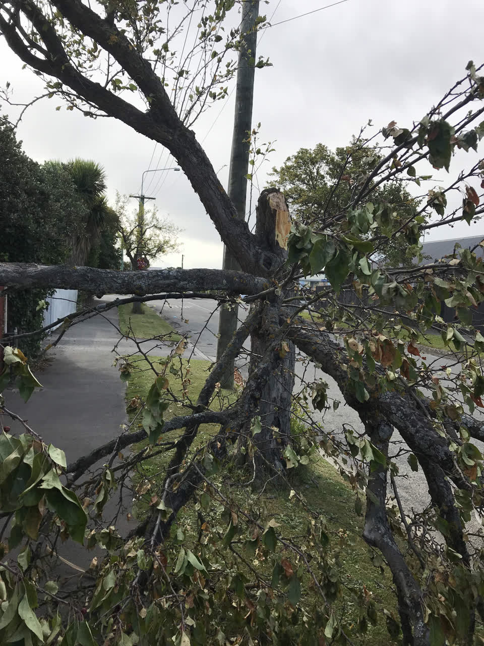 The photograph attached to this parks report