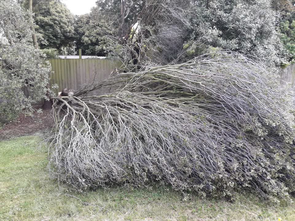The photograph attached to this parks report