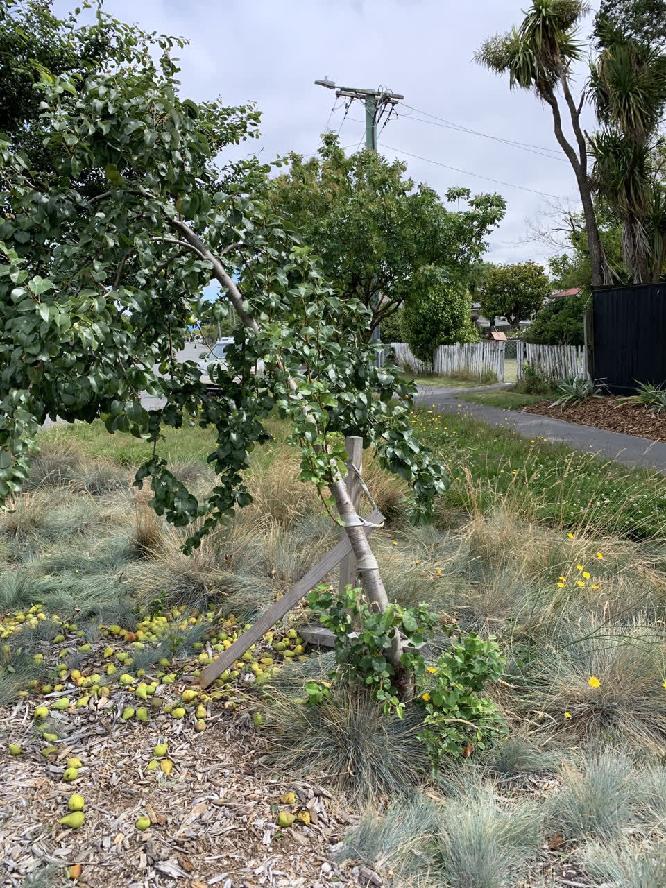 The photograph attached to this parks report