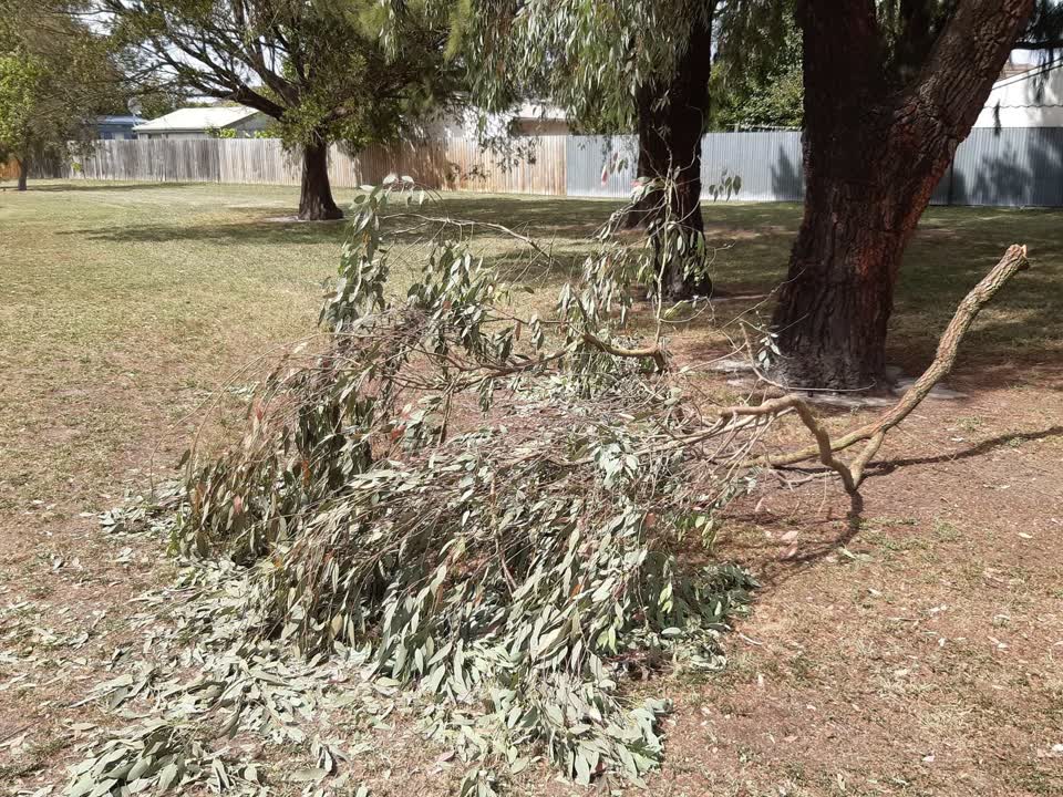 The photograph attached to this parks report